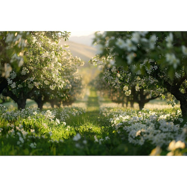 White Blossom Tree Canvas